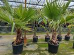 Washingtonia robusta palmbomen, Tuin en Terras, Planten | Tuinplanten, Ophalen of Verzenden, Overige soorten