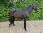 6-jarige merrie (Kingston Blue Hors x Flemmingh), Merrie, B, Dressuurpaard, Gechipt