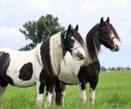 GEZOCHT: grote tinker/koudbloed/kruising, Dieren en Toebehoren, Paarden, Merrie, Minder dan 160 cm, Recreatiepaard