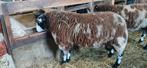 Te koop bonte dekrammen rammen, Dieren en Toebehoren, Mannelijk, Schaap, 0 tot 2 jaar