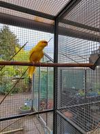 Kakariki gele en bonte mannen, Dieren en Toebehoren, Vogels | Parkieten en Papegaaien, Mannelijk, Parkiet, Geringd