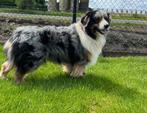 Australian shepherd dekreu  ( met evt. stamboom ), Dieren en Toebehoren, Rabiës (hondsdolheid), 3 tot 5 jaar, Teef, Nederland