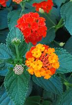 Texas wisselbloem 'Orange/Red' (Lantana urticoides), Ophalen of Verzenden, Zomer, Volle zon
