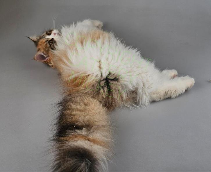 langharig poesje lapjes kindvriendelijk 100% raszuiver, Dieren en Toebehoren, Katten en Kittens | Raskatten | Langhaar, Poes, 0 tot 2 jaar