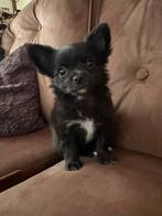 Chihuahua pup teefje, Parvo, 8 tot 15 weken, Teef, Eén hond