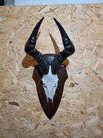 Hartenbeest schedel skull. Mancave, rariteitenkabinet, Ophalen of Verzenden, Zo goed als nieuw, Wild dier, Schedel