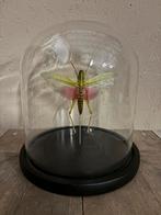Mooie stolp met een Roze Sprinkhaan, Verzamelen, Ophalen of Verzenden, Nieuw, Insect, Opgezet dier