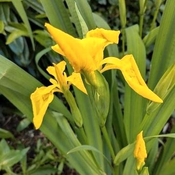 Zaden Gele Lis - Iris pseudacorus, vaste plant  beschikbaar voor biedingen