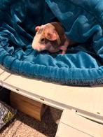 Naakt cavia compleet en tam, Dieren en Toebehoren, Knaagdieren, Cavia, Mannelijk, Januari, Tam