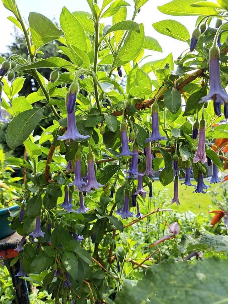 Verse oogst Acnistus australis paars, Tuin en Terras, Bloembollen en Zaden, Volle zon, Verzenden