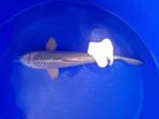 Japanse Koi 35-40cm Marusei Hirasawa, Karper of Koi