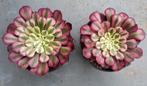 Aeonium Garnet White, Vetplant, Ophalen of Verzenden, Minder dan 100 cm, Volle zon