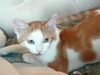 ❣️Prachtige Rood-Witte Kitten-Laatste❣️, Dieren en Toebehoren, Katten en Kittens | Overige Katten, Kater