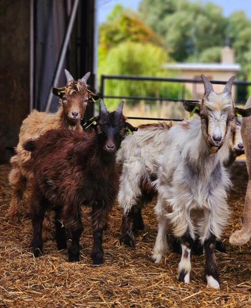 Te koop Nederlandse Landgeit bokjes, Dieren en Toebehoren, Schapen, Geiten en Varkens, Geit, Mannelijk