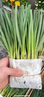 prei, Tuin en Terras, Planten | Tuinplanten, Volle zon, Groenteplanten, Eenjarig, Ophalen of Verzenden
