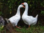 Boerenganzen wit en bont | Ganzen | Deskundig advies, Dieren en Toebehoren, Pluimvee, Meerdere dieren, Gans of Zwaan