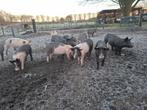 Biggen > 30 kg, vleesvarkens, buitenvarkens., Meerdere dieren, Varken, 0 tot 2 jaar
