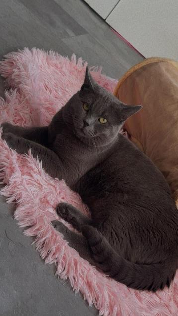 Britsche korthaar kater te koop beschikbaar voor biedingen