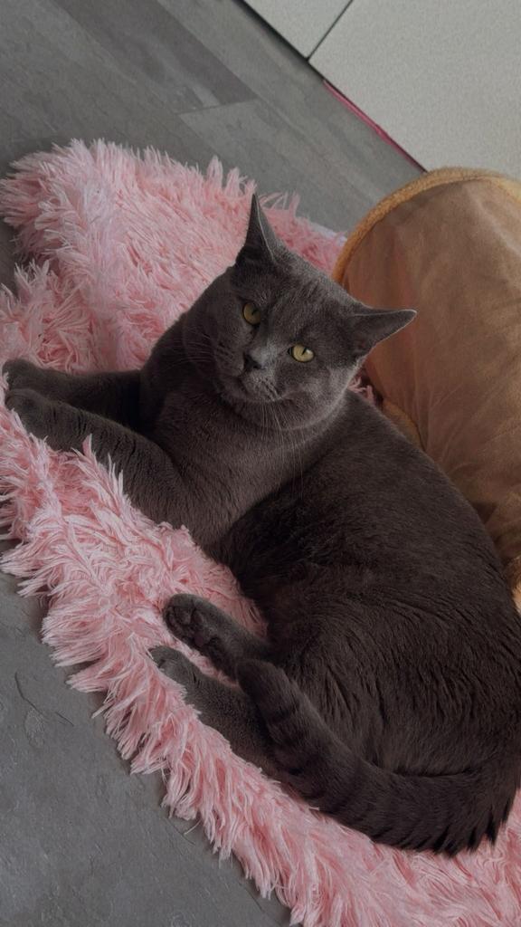 Britsche korthaar kater te koop, Dieren en Toebehoren, Katten en Kittens | Raskatten | Korthaar, Kater, Ingeënt