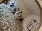 Twee jonge konijntjes (rex x hangoor dwerg), Dieren en Toebehoren, Konijnen, Mannelijk, Dwerg, Hangoor
