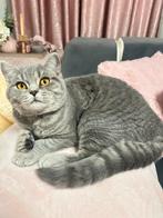 Een kortharige, grijze poes die dol is op spelen., Dieren en Toebehoren, Katten en Kittens | Overige Katten, Poes