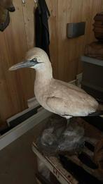Diverse opgezette dieren, Verzamelen, Dierenverzamelingen, Ophalen of Verzenden