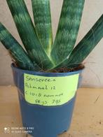 Sanseveria potmaat 12 nummer C1018, Huis en Inrichting, Ophalen of Verzenden, Halfschaduw, Minder dan 100 cm