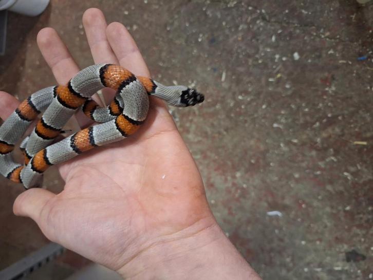 Grijsbandkoningsslang, Dieren en Toebehoren, Reptielen en Amfibieën, Slang, 0 tot 2 jaar