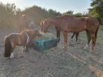 Plek voor paard of pony, Dieren en Toebehoren, Stalling en Weidegang