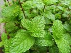 Mentha spicata var. Maroccan – Marokkaanse munt, Bio, Tuin en Terras, Volle zon, Vaste plant, Ophalen of Verzenden, Kruiden