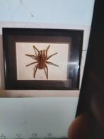 Gevulde Tarantula in lijst, Ophalen of Verzenden