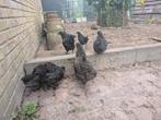 2 Australorp hennen en 1 haan, Dieren en Toebehoren, Meerdere dieren, Kip