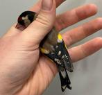 Bloemputters - carduelis carduelis, Dieren en Toebehoren, Vogels | Overige Vogels, Meerdere dieren, Wildzangvogel, Geringd
