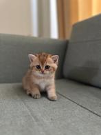 Kitten Brits Korthaar, Dieren en Toebehoren, Katten en Kittens | Raskatten | Korthaar, Kater
