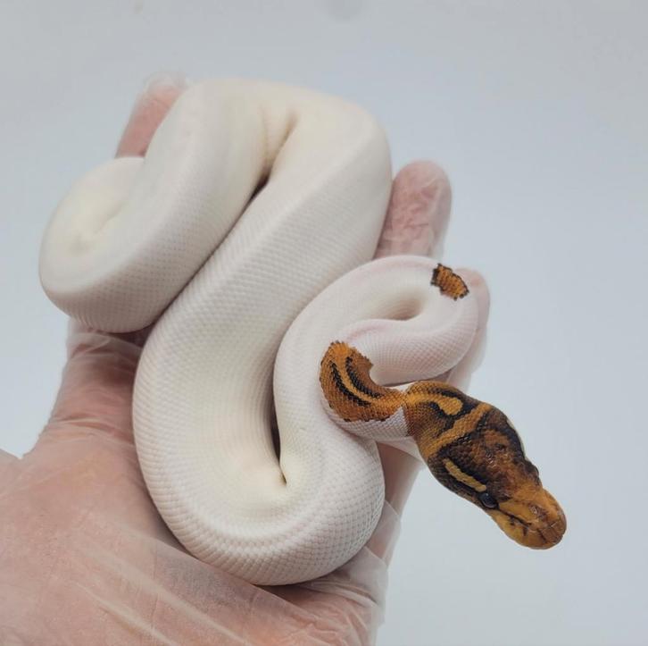 1.0 Special Pied poss Yellow Belly        ball python regius