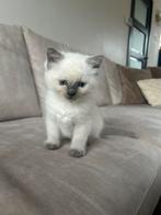 Raszuivere Ragdoll kittens (nog 1 katertje beschikbaar), Dieren en Toebehoren, Katten en Kittens | Raskatten | Langhaar, Meerdere dieren