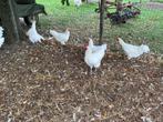 Hanen, Dieren en Toebehoren, Pluimvee, Mannelijk, Kip