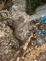 Chinese dwerghamster, Dieren en Toebehoren, Knaagdieren, Mannelijk, Hamster, Voor 1 juli 2024, Tam