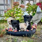 Pomchi pups, Dieren en Toebehoren, België, Particulier, Rabiës (hondsdolheid), Overige rassen