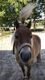 Lieve shetlander merrie te koop, Merrie, Niet van toepassing, A pony (tot 1.17m), Gechipt