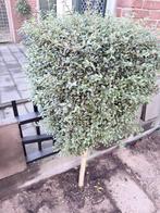 Liguster op stam, Overige soorten, 100 tot 250 cm, Zomer, Ophalen