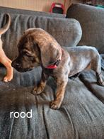 7 prachtige pups kruising duitse herder, 8 tot 15 weken, Meerdere, Meerdere dieren, Nederland