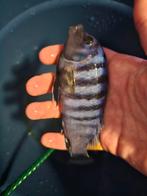 Ciclide moet nu weg, Dieren en Toebehoren, Vissen | Aquariumvissen, Vis