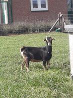Een mooi dwerggeitje, Dieren en Toebehoren, Schapen, Geiten en Varkens, Vrouwelijk, Geit, 0 tot 2 jaar