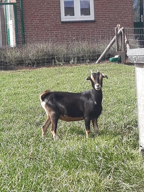 Een mooi dwerggeitje, Dieren en Toebehoren, Schapen, Geiten en Varkens, Geit, Vrouwelijk, 0 tot 2 jaar