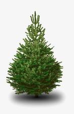 Nordmann kerstboom – gratis thuisbezorgd in Friesland!, Ophalen of Verzenden, Nieuw