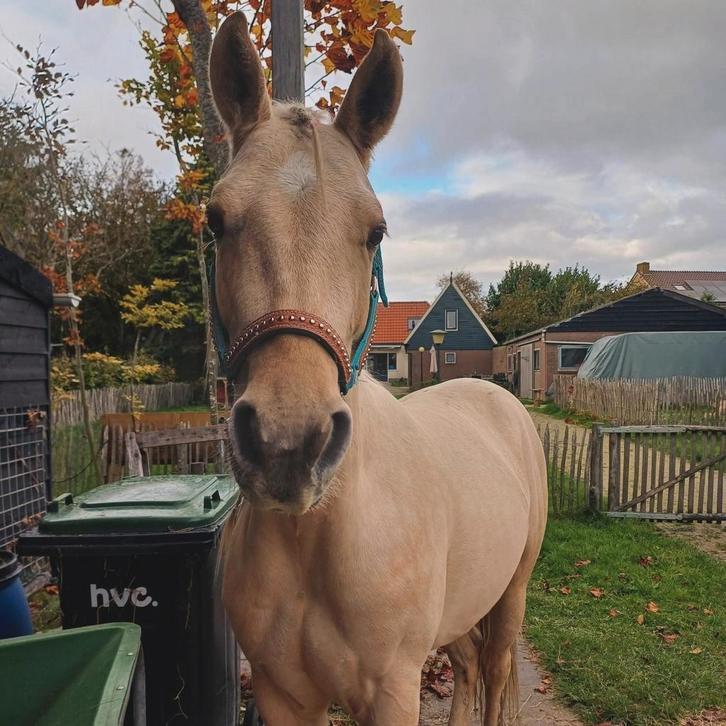 Gezocht stalhulp., Dieren en Toebehoren, Paarden en Pony's | Verzorgingsproducten, Ophalen of Verzenden