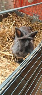 Rammelaar, baardkonijntje (mannetje) €35, Dieren en Toebehoren, Konijnen, Mannelijk, Dwerg