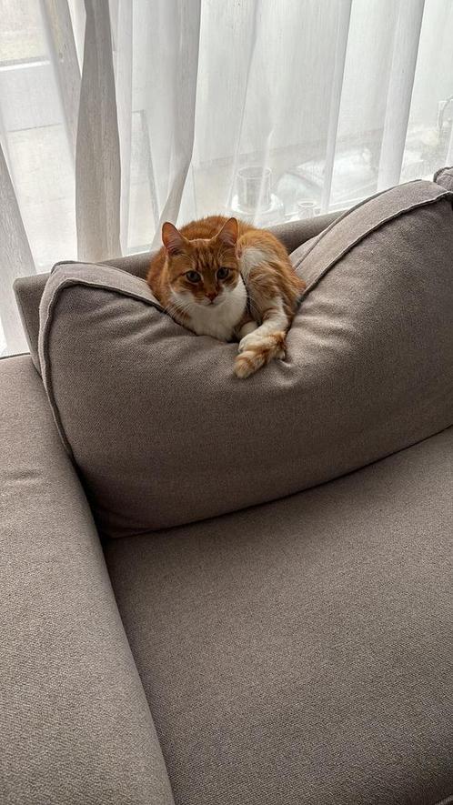 Liefdevol thuis gezocht voor mijn lieve kater ( 8 jaar), Dieren en Toebehoren, Katten en Kittens | Raskatten | Korthaar, Kater