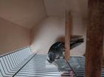 Te koop bonte penanten rosella's, Dieren en Toebehoren, Vogels | Parkieten en Papegaaien, Meerdere dieren, Parkiet, Geringd